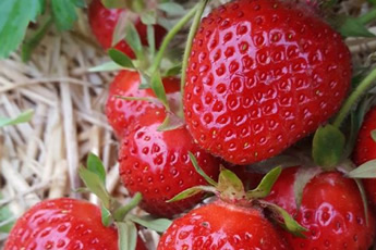 Erdbeeren von Bauer Reinhart